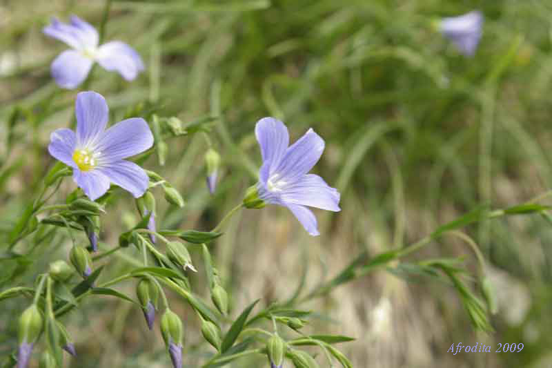 Linum alpinum e L. viscosum